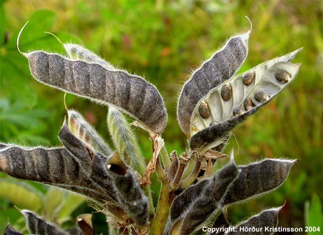 Mynd af Alaskalúpínu (Lupinus nootkatensis)