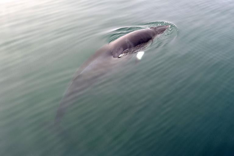 Hrefna (Balaenoptera acutorostrata)