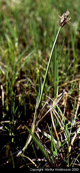 Mynd af Vetrarkvíðastör (Carex chordorrhiza)