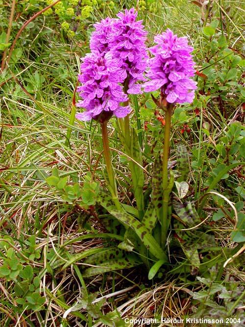 Mynd af Brönugrasi (Dactylorhiza maculata)