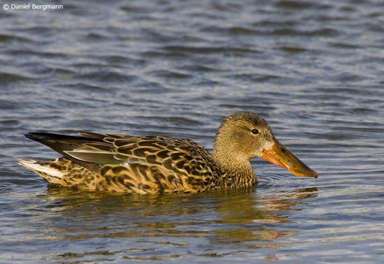 Skeiðönd (Spatula clypeata)