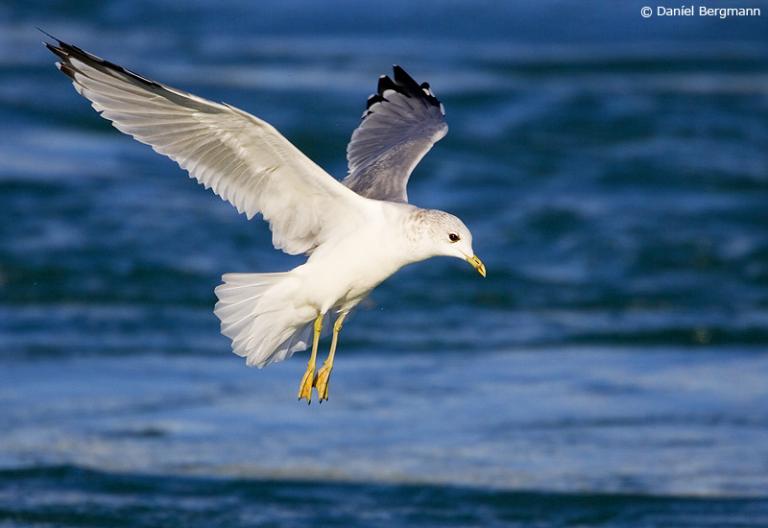 Stormmáfur (Larus canus)