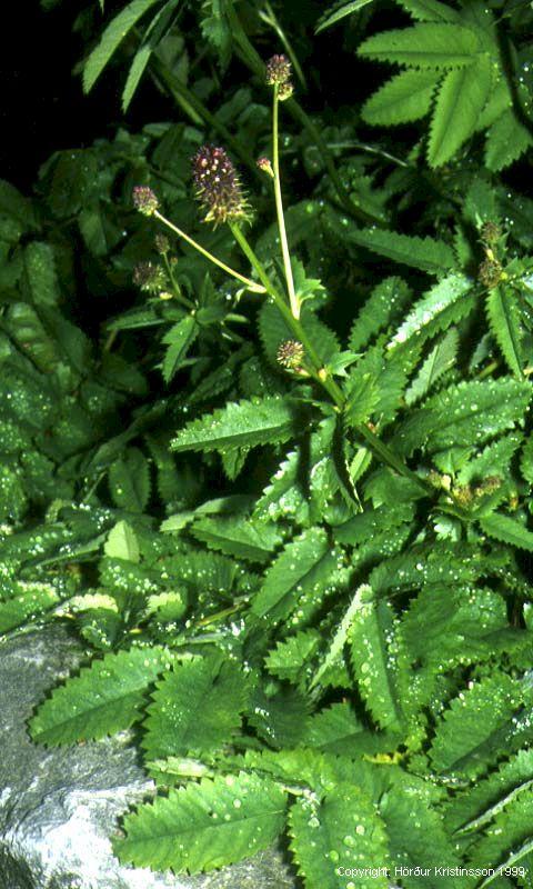 Mynd af Blóðkollur (Sanguisorba officinalis)