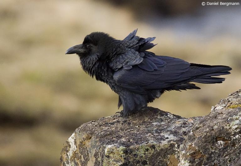Hrafn (Corvus corax) Hrafn (Corvus corax)