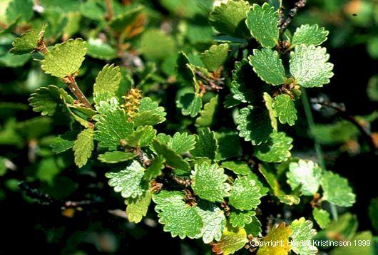 Mynd af Fjalldrapa (Betula nana)