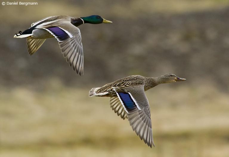 Stokkönd (Anas platyrhynchos)