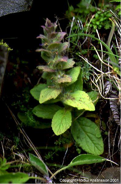 Mynd af Lyngbúi (Ajuga pyramidalis)