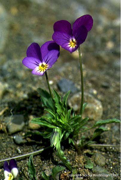 Mynd af Þrenningarfjóla (Viola tricolor)