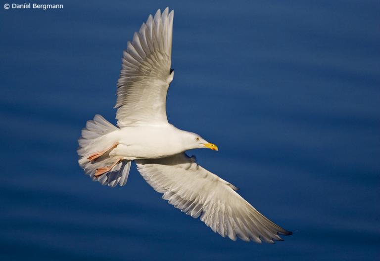 Hvítmáfur (Larus hyperboreus) Hvítmáfur (Larus hyperboreus)