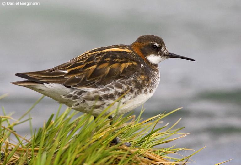 Óðinshani (Phalaropus lobatus)