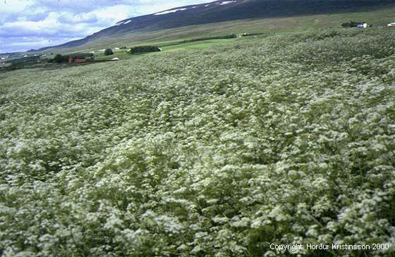 Mynd af Skógarkerfill (Anthriscus sylvestris)