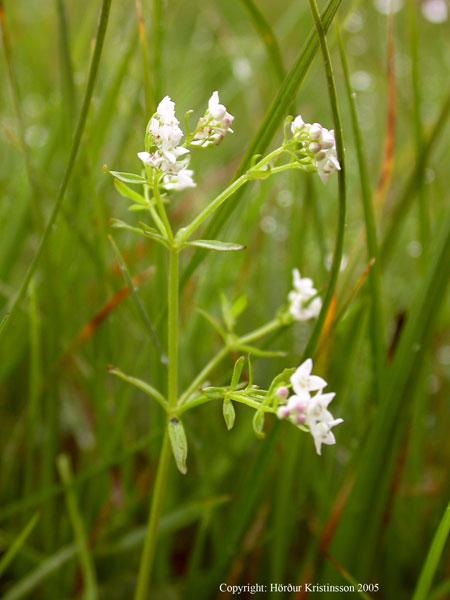Mynd af Mýramöðru (Galium palustre)