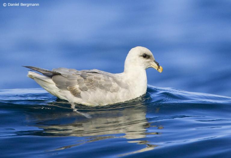 Fýll (Fulmarus glacialis)