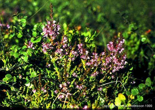Mynd af Beitilyng (Calluna vulgaris)