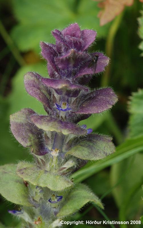 Mynd af Lyngbúi (Ajuga pyramidalis)