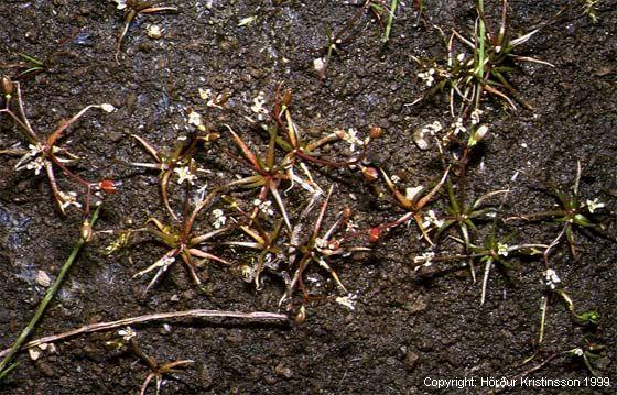 Mynd af Alurt (Subularia aquatica) Mynd af Alurt (Subularia aquatica)