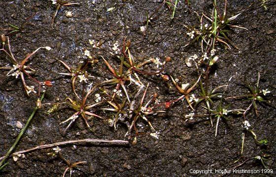 Mynd af Alurt (Subularia aquatica)