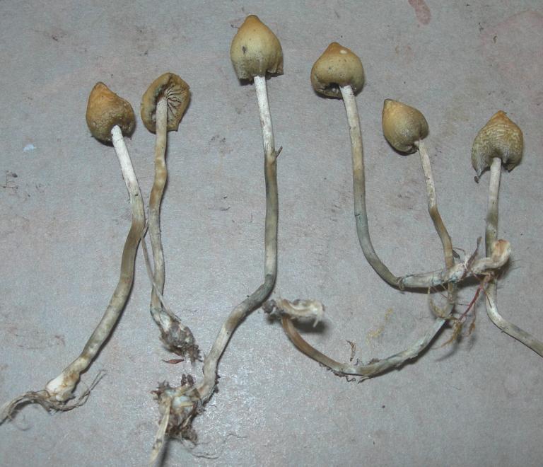 Trjónupeðla (Psilocybe semilanceata) úr graslendi í Svarfaðardal við greiningu.