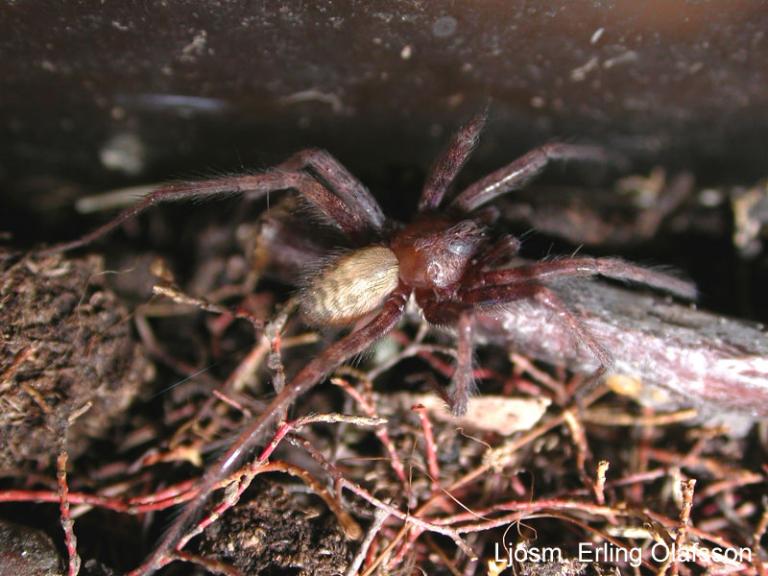 Húsakönguló - Tegenaria domestica Húsakönguló - Tegenaria domestica