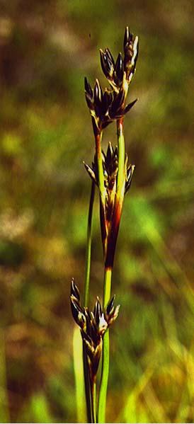 Mynd af Stinnasef (Juncus squarrosus)