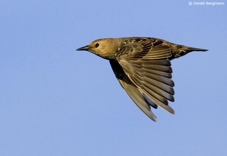 Stari (Sturnus vulgaris)