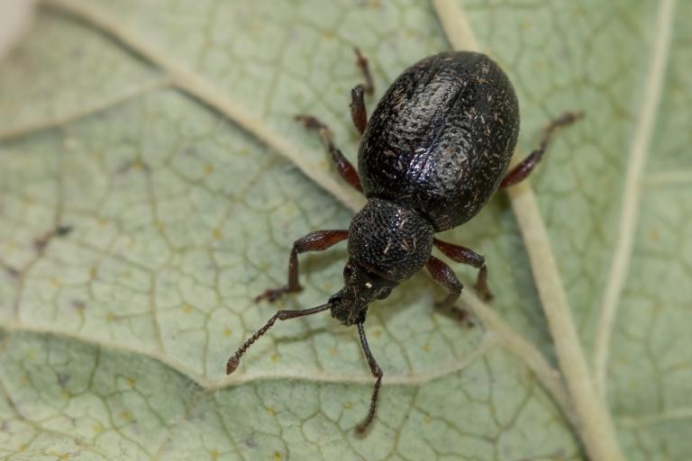 Hélukeppur – Otiorhynchus nodosus Hélukeppur – Otiorhynchus nodosus