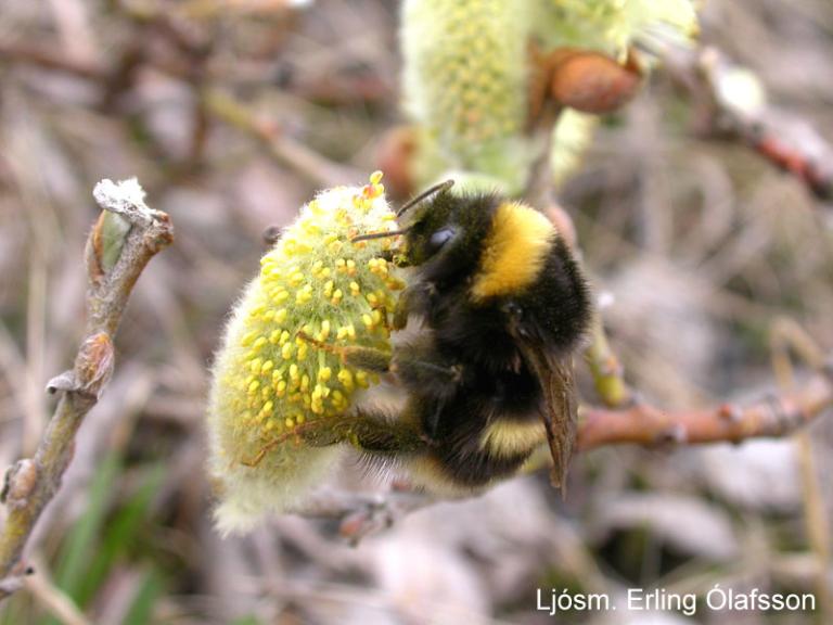 Húshumla - Bombus lucorum