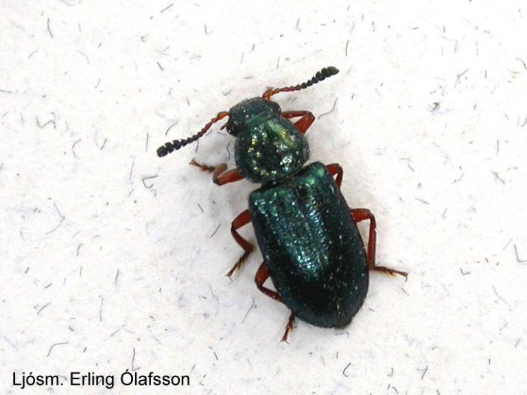 Kóprabjalla - Necrobia rufipes Kóprabjalla - Necrobia rufipes