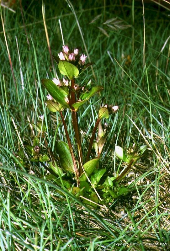 Mynd af Gullvöndur (Gentianella aurea) Mynd af Gullvöndur (Gentianella aurea)