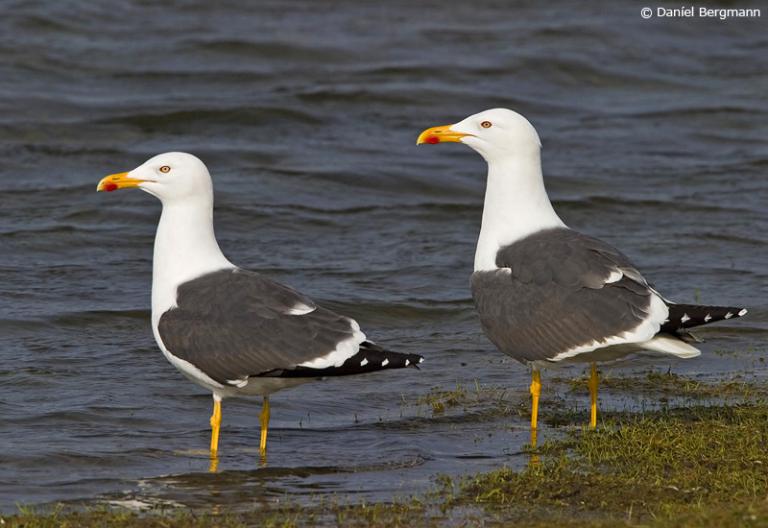 Sílamáfur (Larus fuscus)