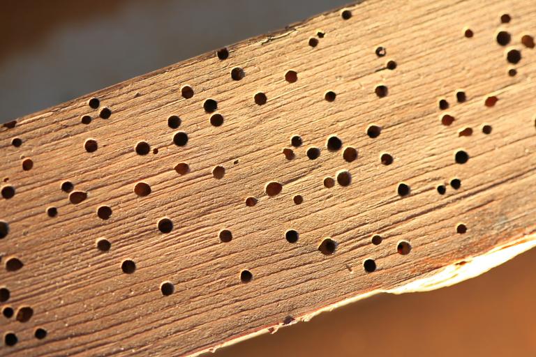 Veggjatítla – Anobium punctatum Veggjatítla – Anobium punctatum
