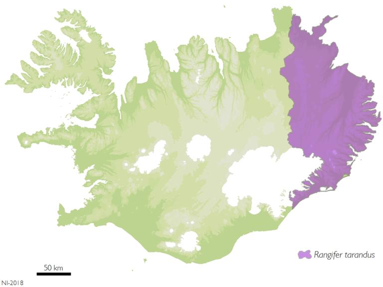 Heimkynni hreindýra eru á austanverðu landinu