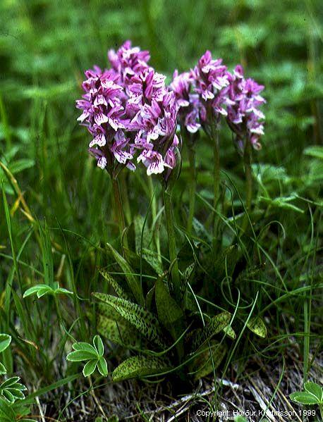 Mynd af Brönugrasi (Dactylorhiza maculata)