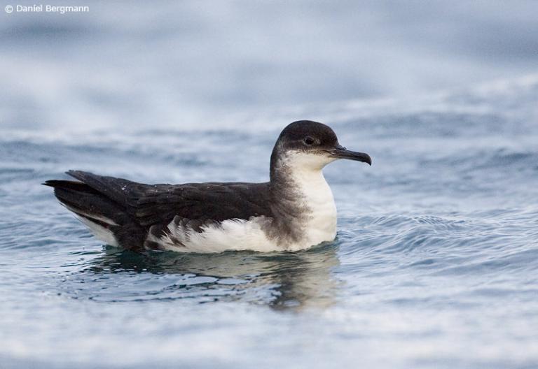 Skrofa (Puffinus puffinus)