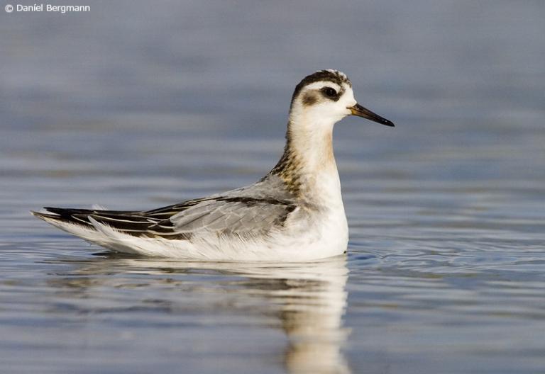 Þórshani (Phalaropus fulicarius)