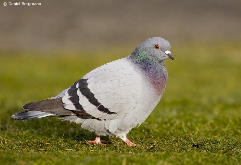 Bjargdúfa (Columba livia).