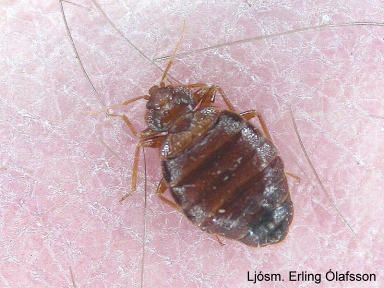 Veggjalús - Cimex lectularius Veggjalús - Cimex lectularius