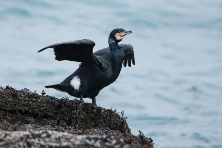 Dílaskarfur (Phalacrocorax carbo) Dílaskarfur (Phalacrocorax carbo)