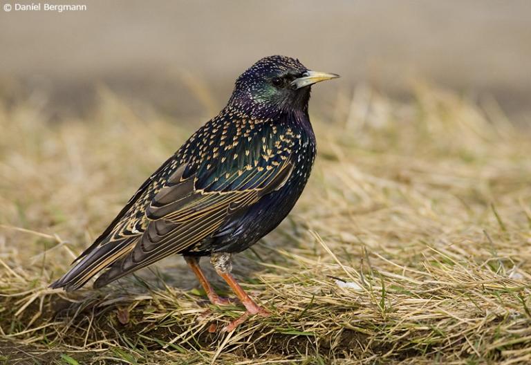 Stari (Sturnus vulgaris)