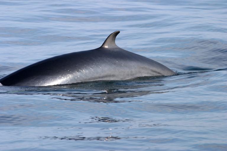 Hrefna (Balaenoptera acutorostrata)