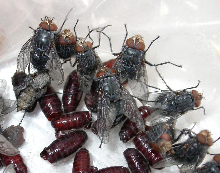 Skreiðarbokka - Calliphora vicina Skreiðarbokka - Calliphora vicina