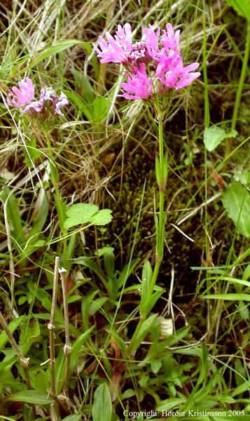 Mynd af Munkahettu (Lychnis flos-cuculi)