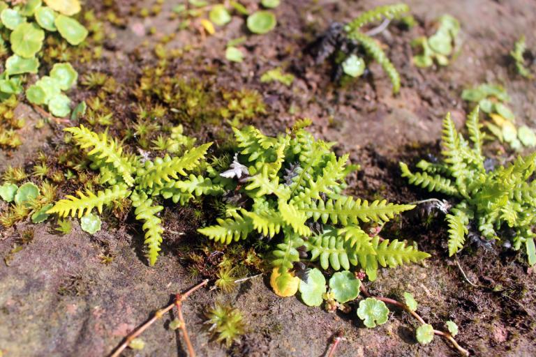 Tunguskollakambur (Struthiopteris spicant var. fallax)