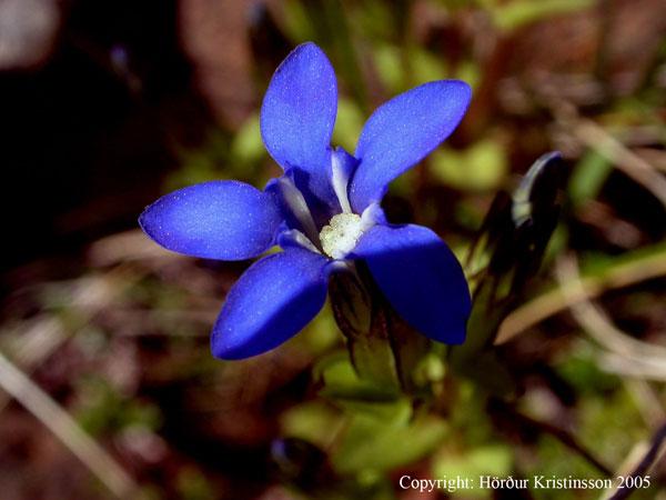 Mynd af Dýragrasi (Gentiana nivalis)