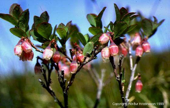 Mynd af Bláberjalyng (Vaccinium uliginosum)