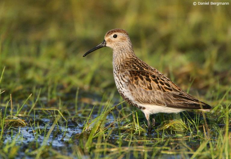 Lóuþræll (Calidris alpina) Lóuþræll (Calidris alpina)