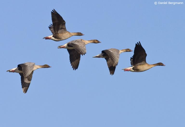 Heiðagæs (Anser brachyrhynchus)