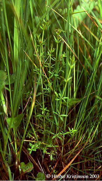 Mynd af Mýramöðru (Galium palustre)