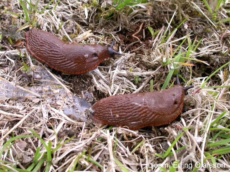 Vargsnigill - Arion vulgaris Vargsnigill - Arion vulgaris