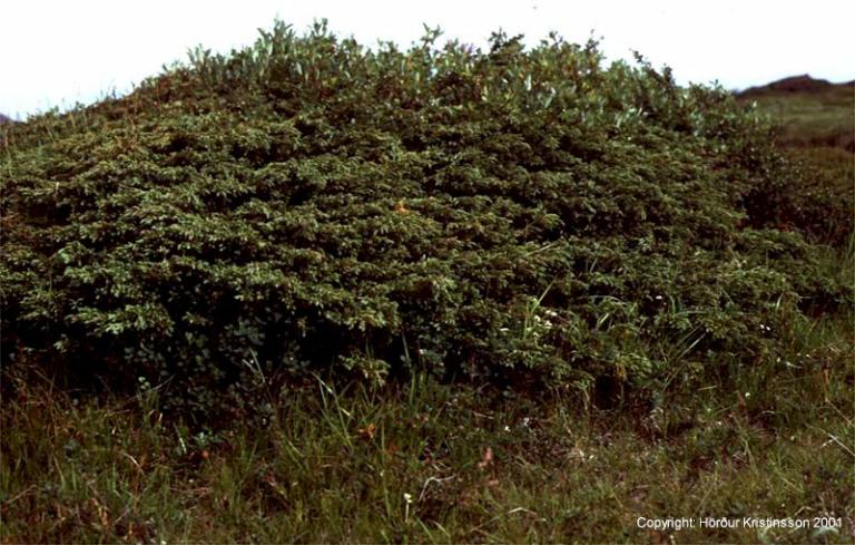 Mynd af Einir (Juniperus communis)
